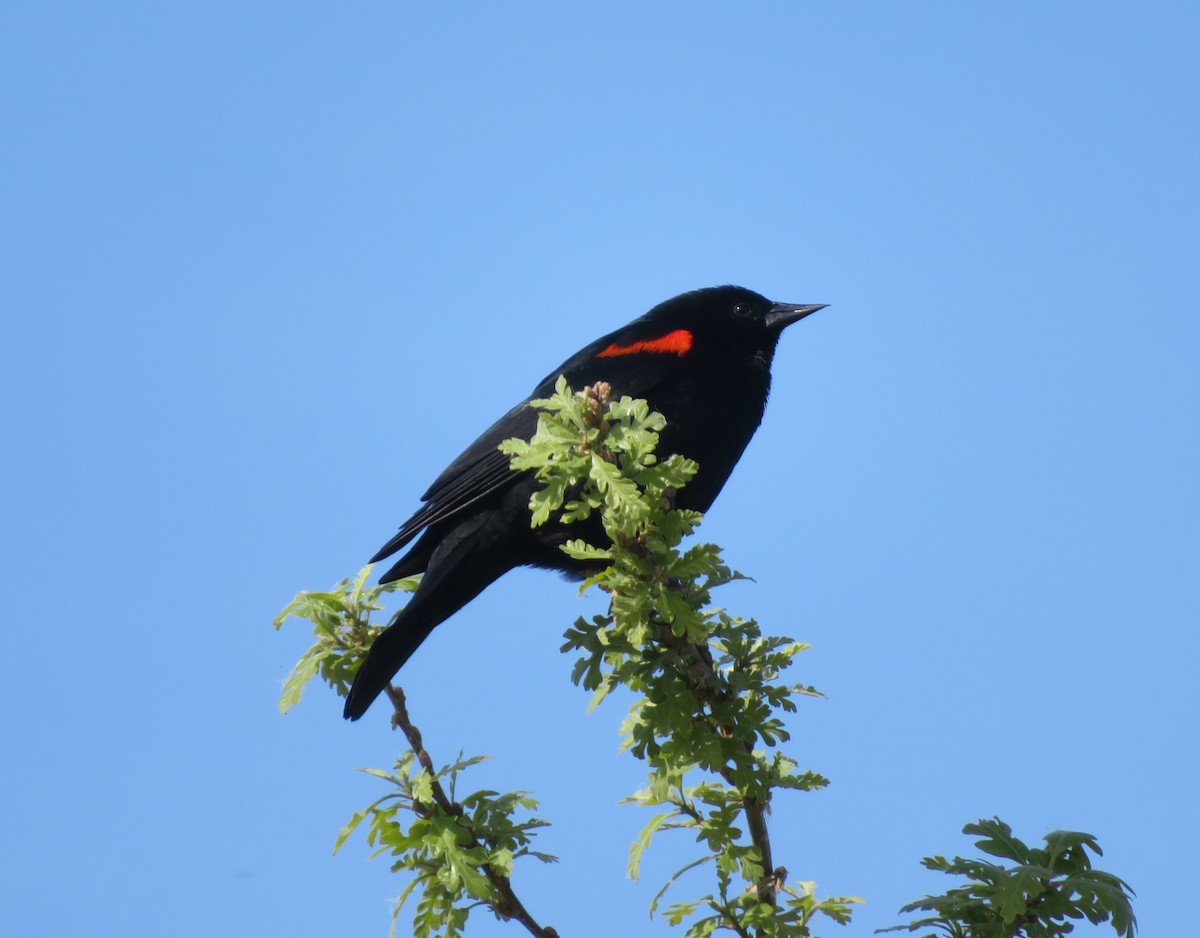 Red-winged Blackbird - ML431226631