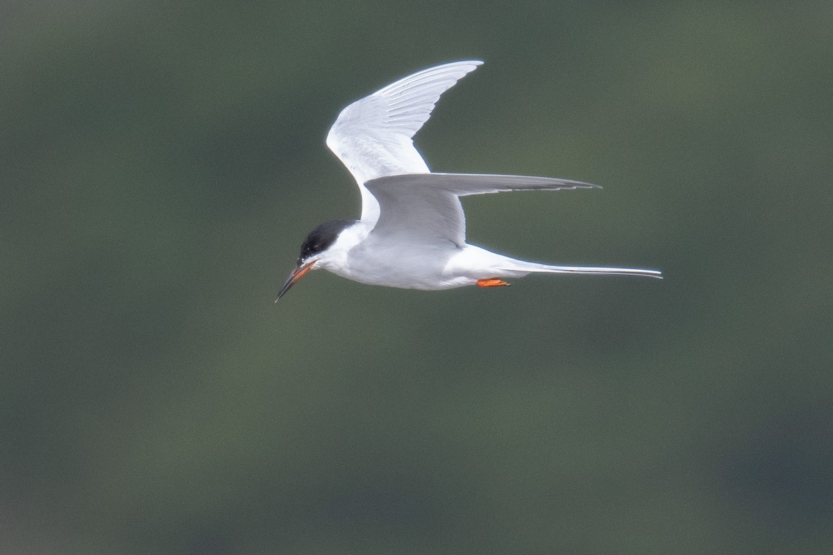 Forster's Tern - ML431228031