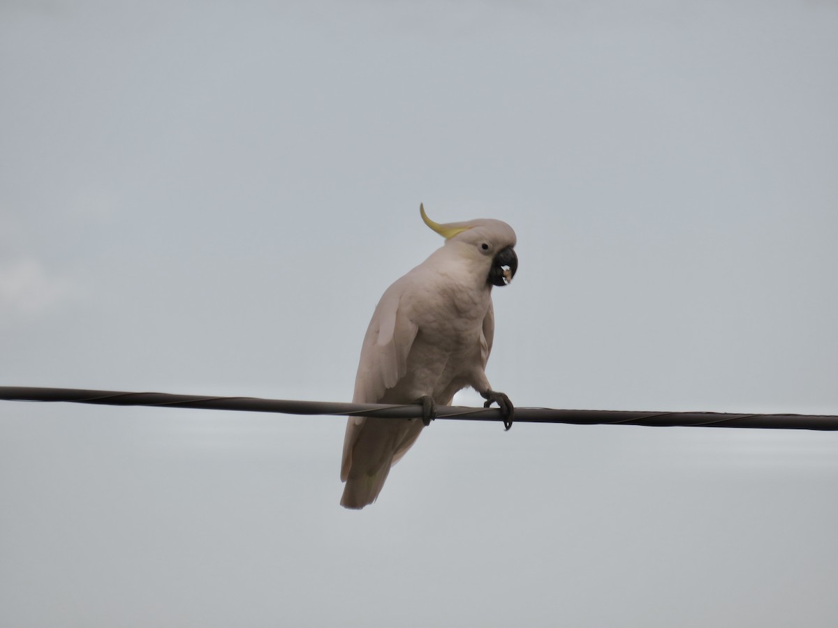 Sulphur-crested Cockatoo - ML431228771