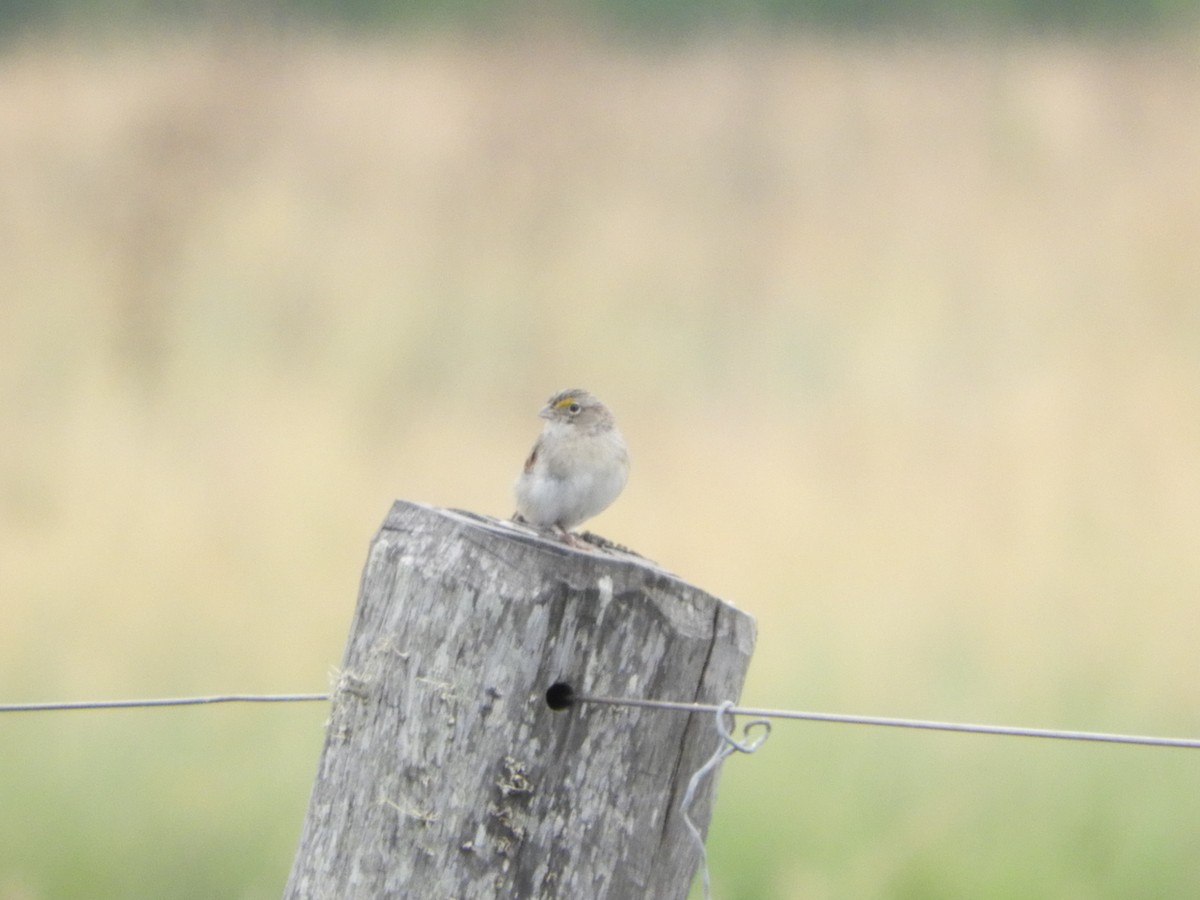 Grassland Sparrow - Silvia Enggist