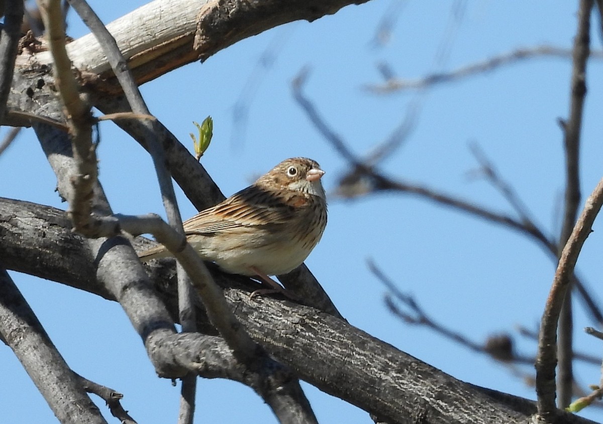 Chingolo Coliblanco - ML431232721