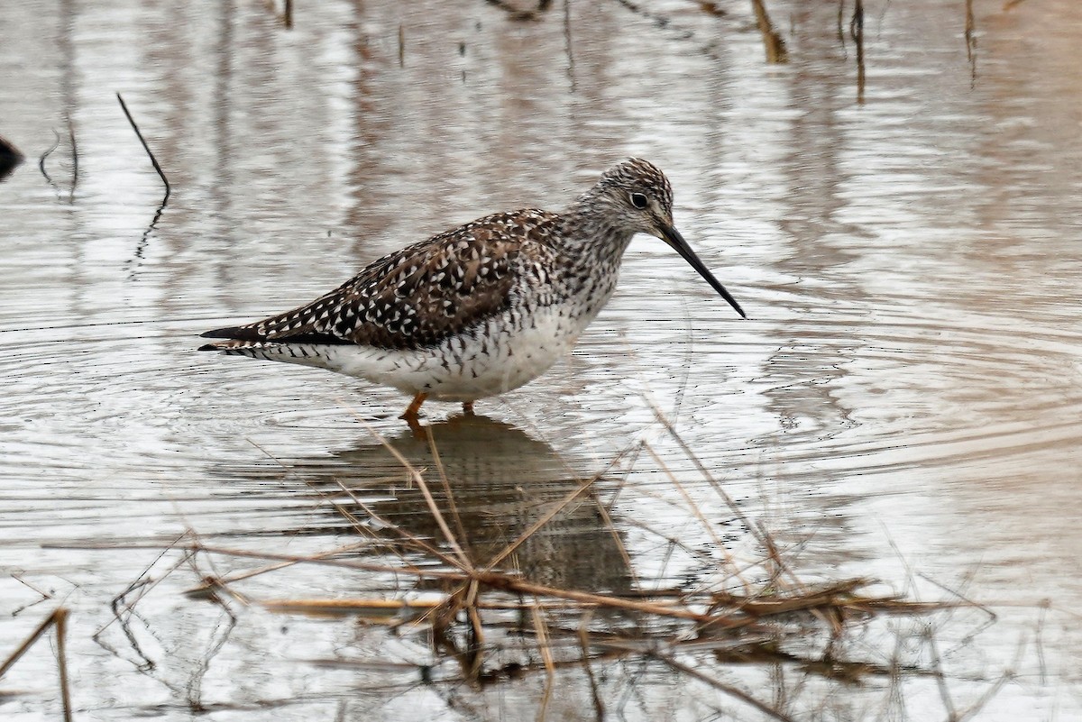 Greater Yellowlegs - ML431233101