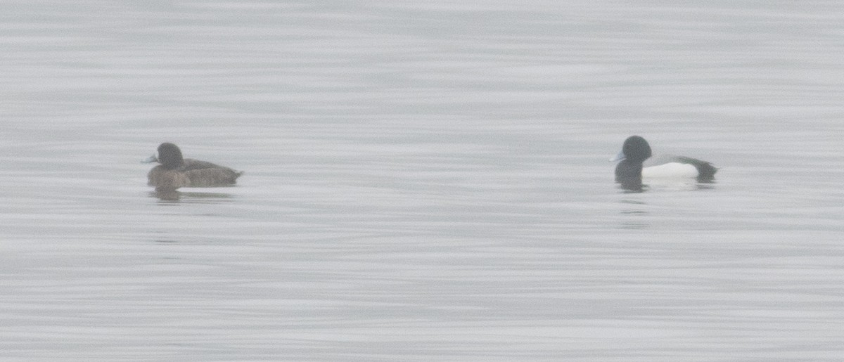 Greater Scaup - ML431233281