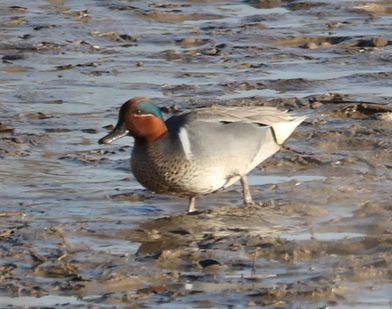 Green-winged Teal - ML431235011