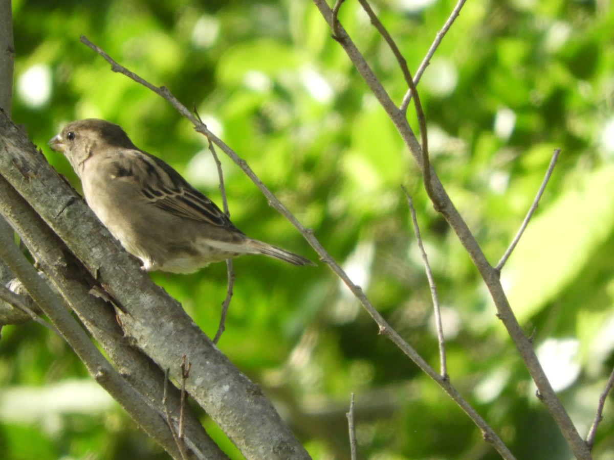 House Sparrow - Silvia Enggist