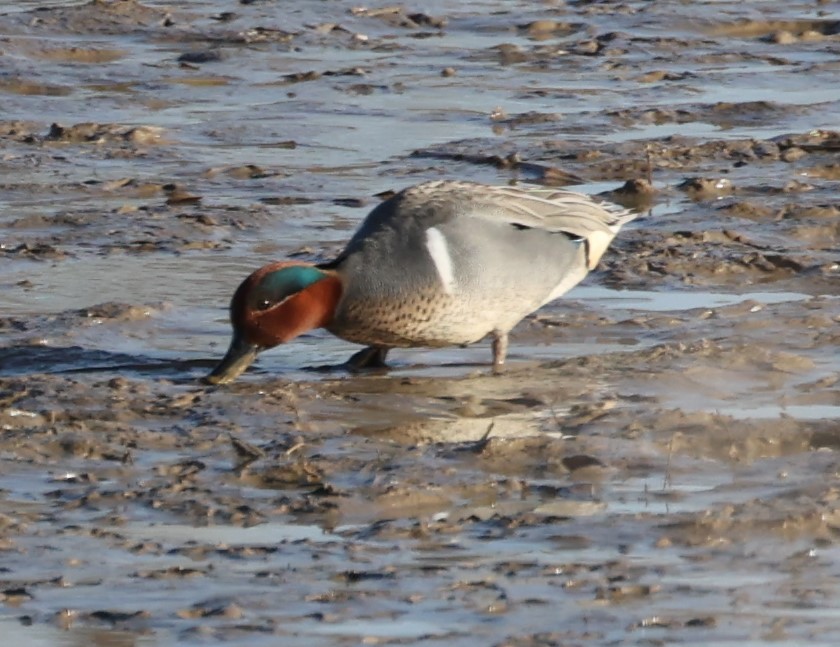 Green-winged Teal - ML431235551