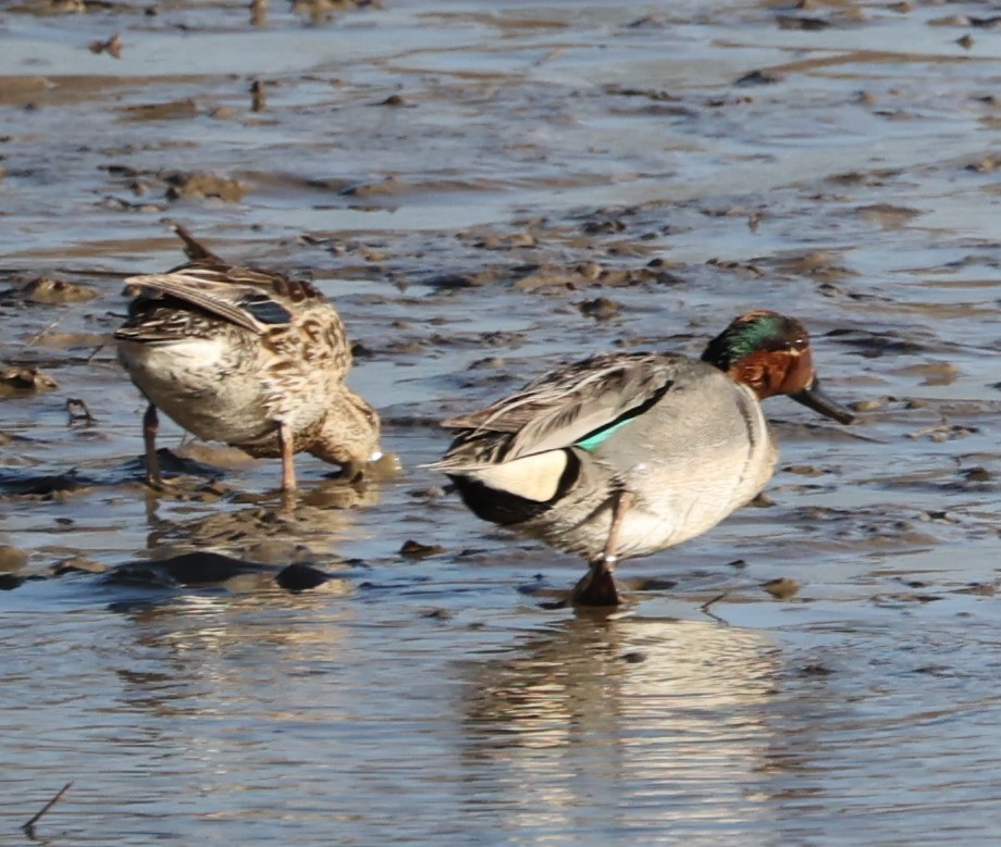 Green-winged Teal - ML431236571