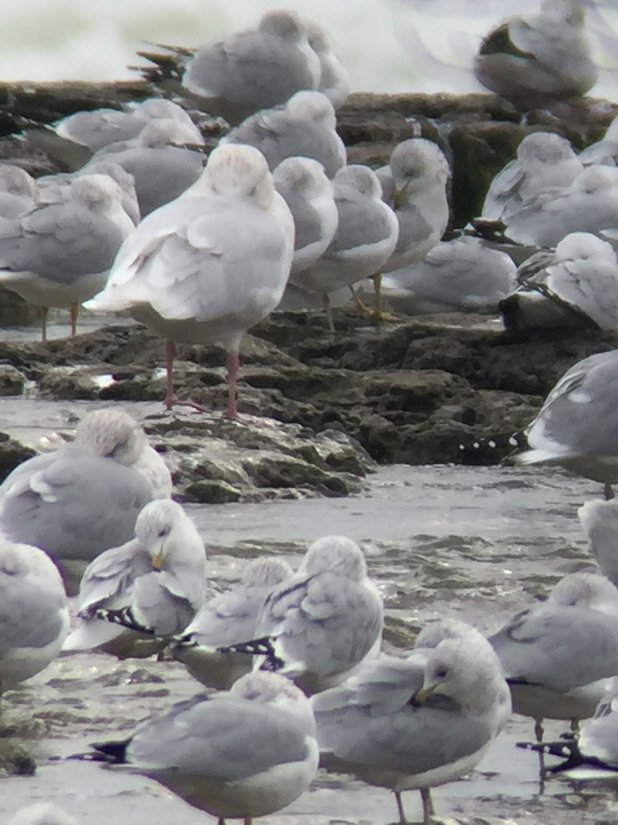 Glaucous Gull - Scott Peterson