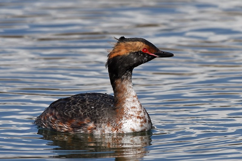 Horned Grebe - MJ OnWhidbey