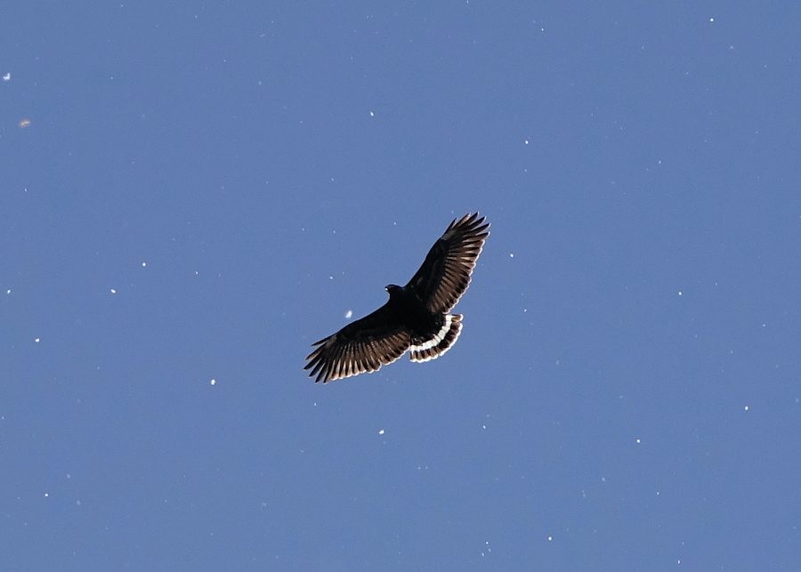 Common Black Hawk - ML431240531