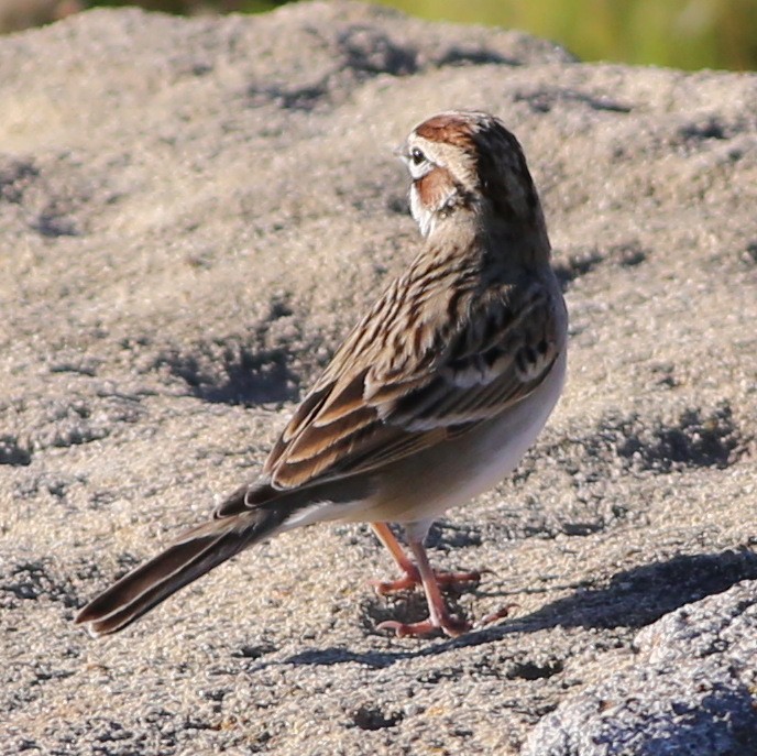 Lark Sparrow - Pete Dunten