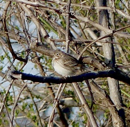 Vesper Sparrow - David Moulton