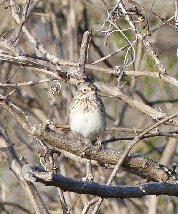 Vesper Sparrow - ML431241031