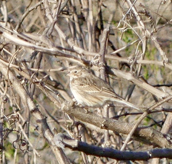 Vesper Sparrow - ML431241041