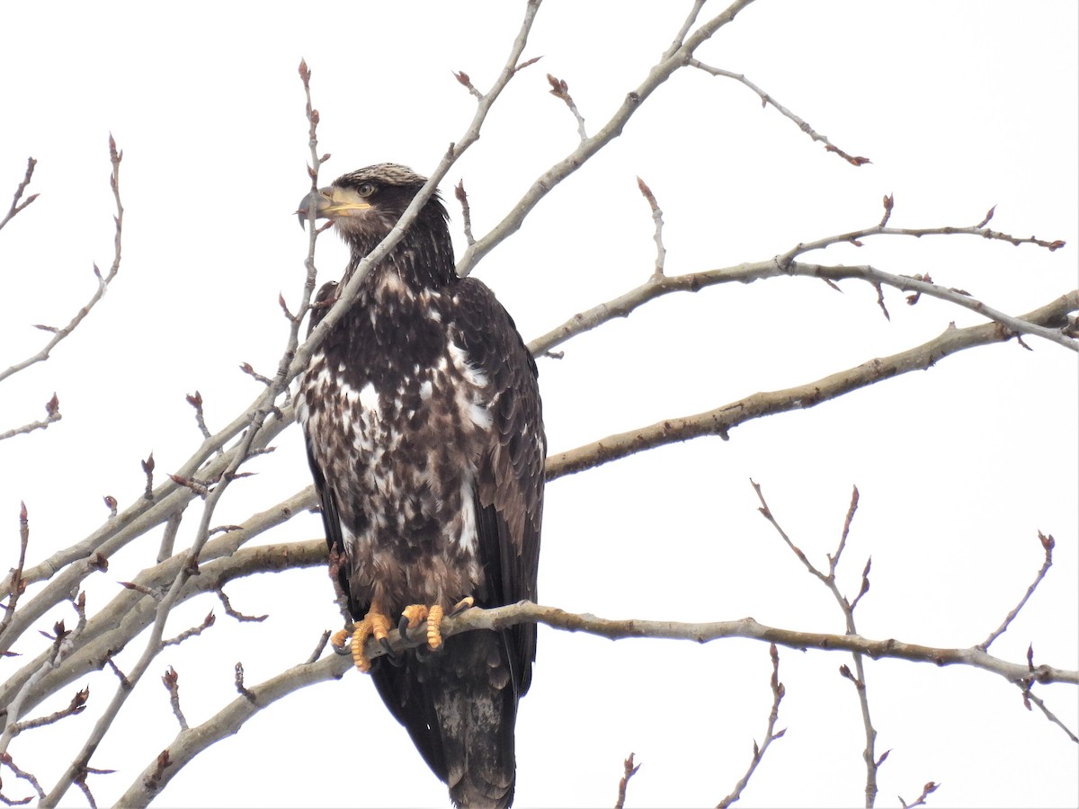 Bald Eagle - ML431241201