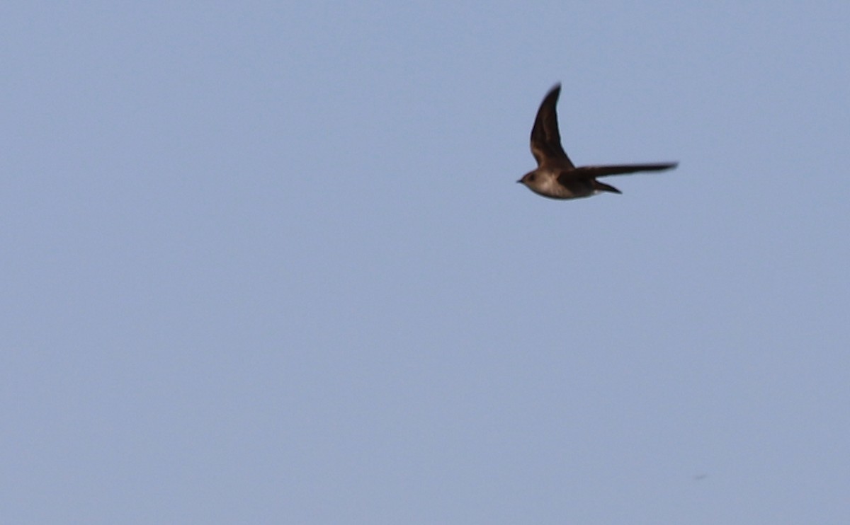 Northern Rough-winged Swallow - Rob Bielawski