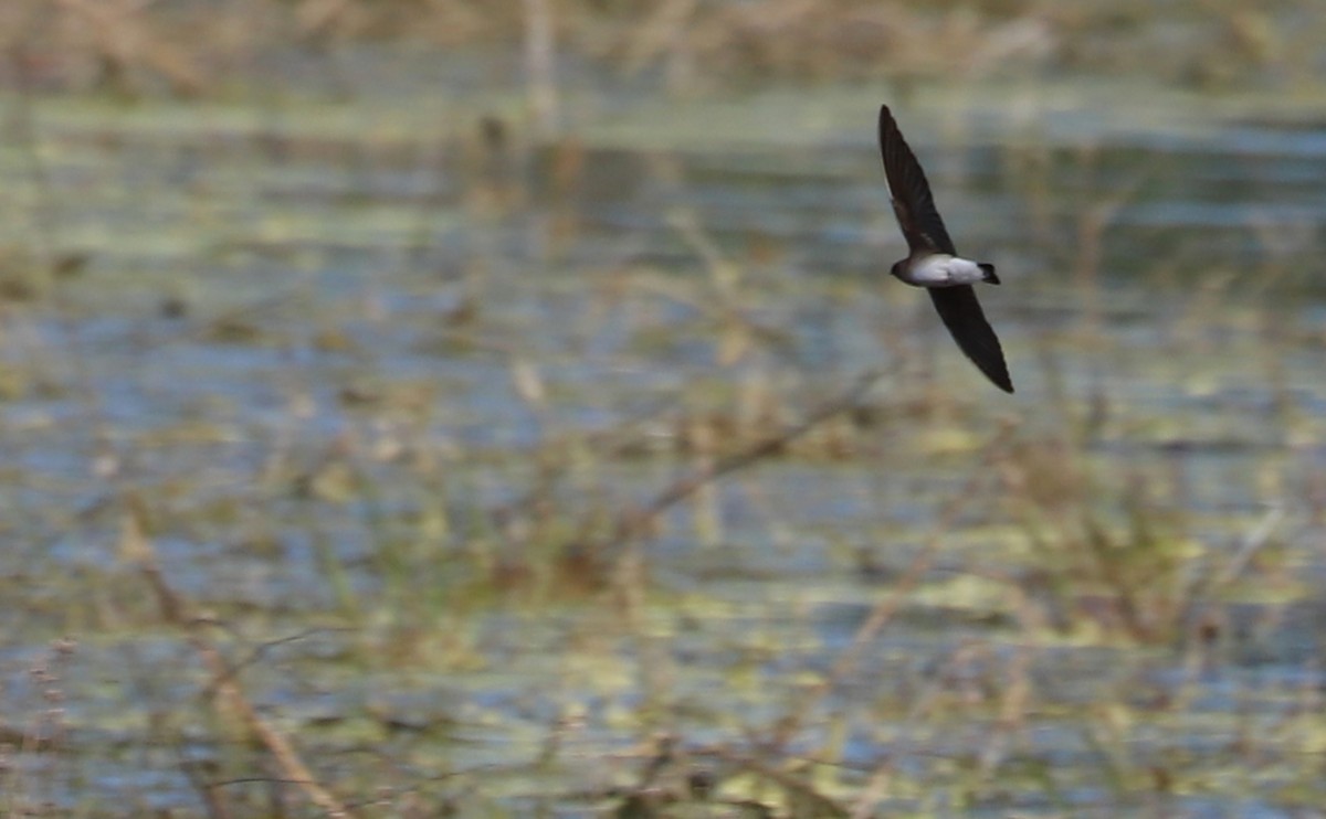 Northern Rough-winged Swallow - Rob Bielawski