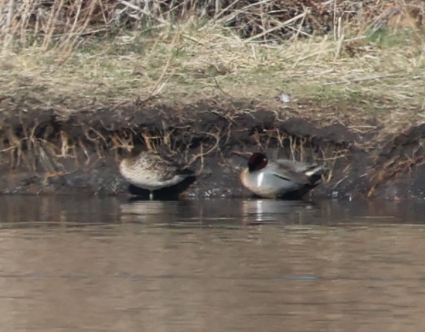 Green-winged Teal (American) - David Cunningham