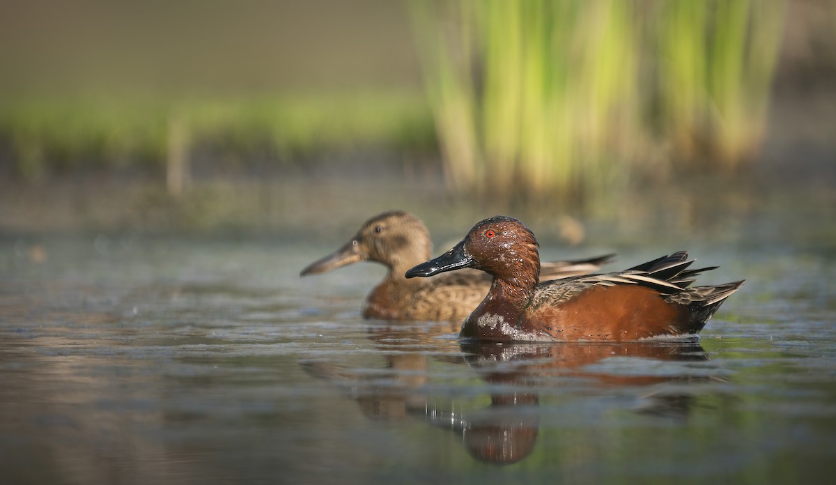 Cinnamon Teal - ML431244341