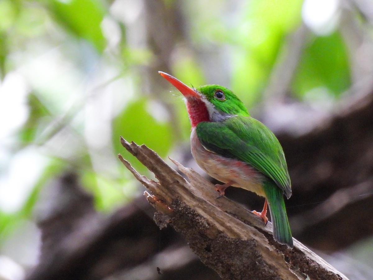 Broad-billed Tody - ML431245201