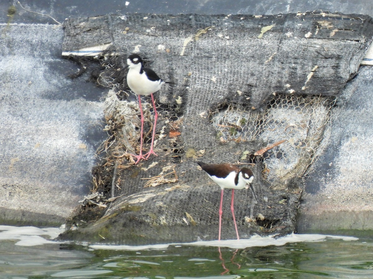 Black-necked Stilt - ML431245821