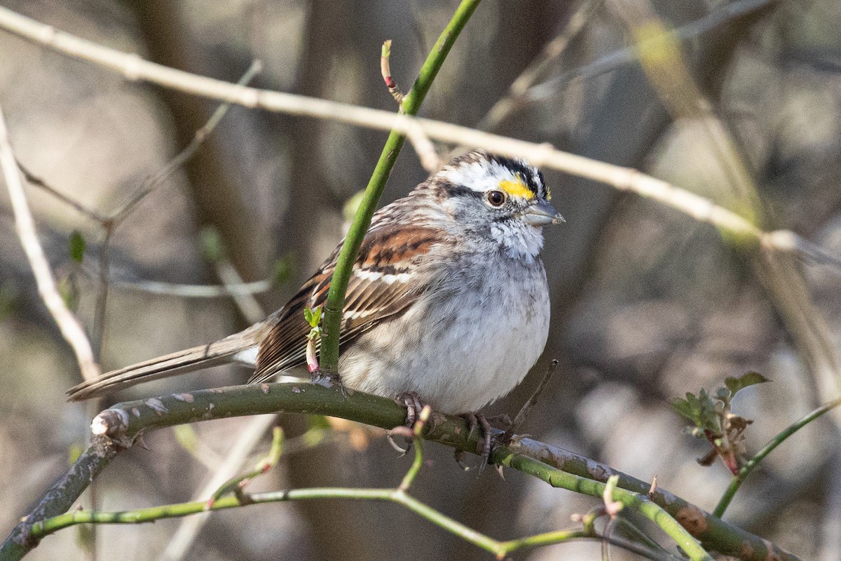 White-throated Sparrow - ML431245961