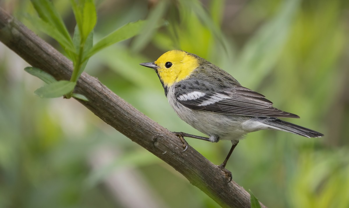 Hermit Warbler - ML431246051