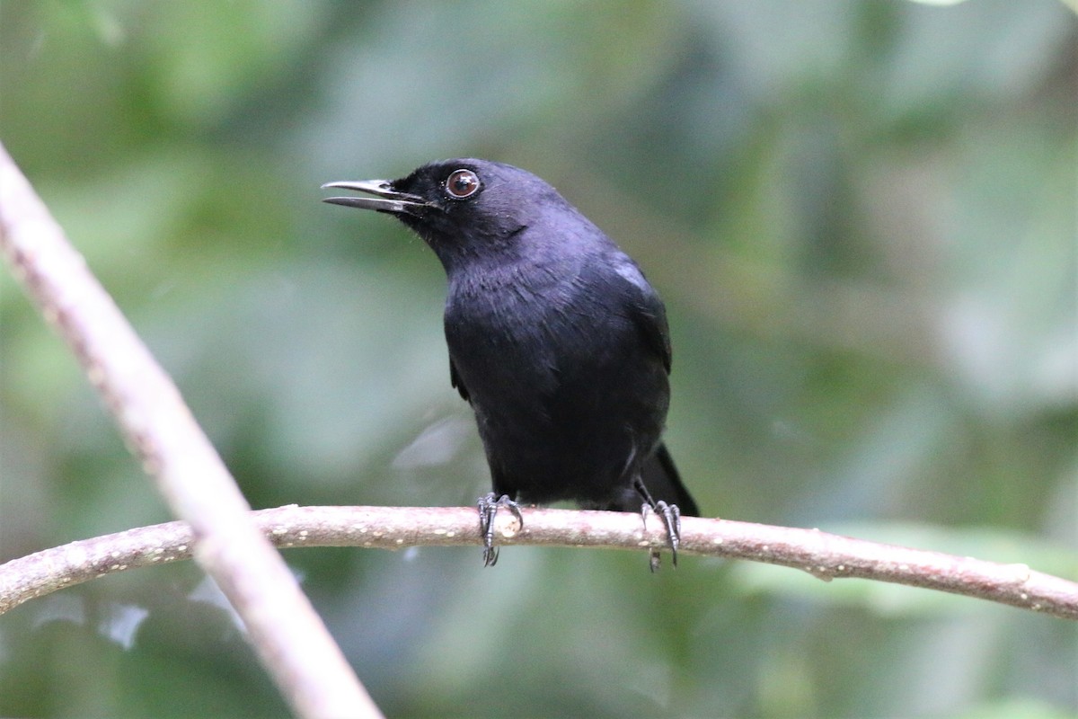 Pájaro Gato Negro - ML431246181