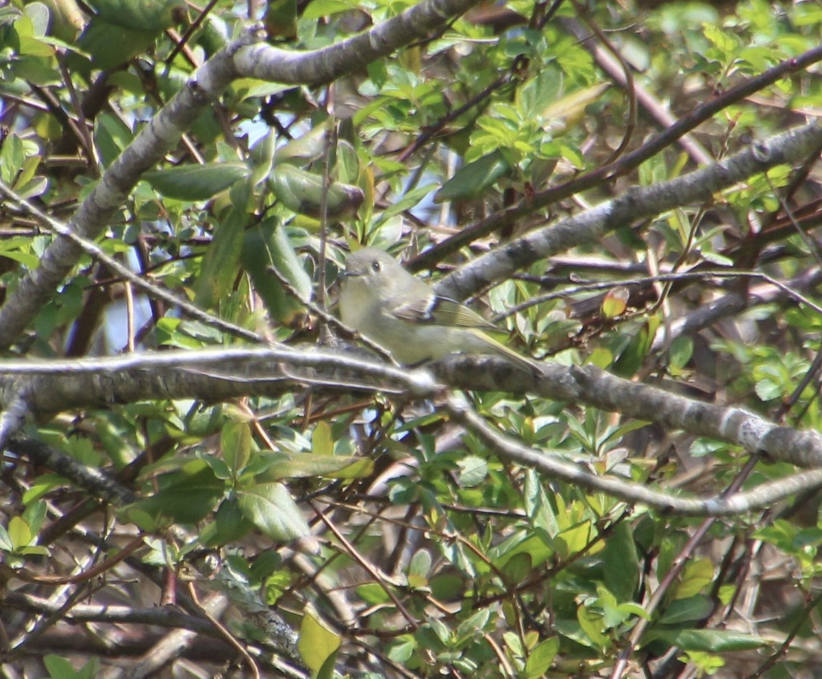 Ruby-crowned Kinglet - ML431247161