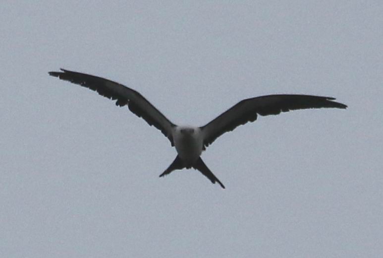 Swallow-tailed Kite - ML431247761