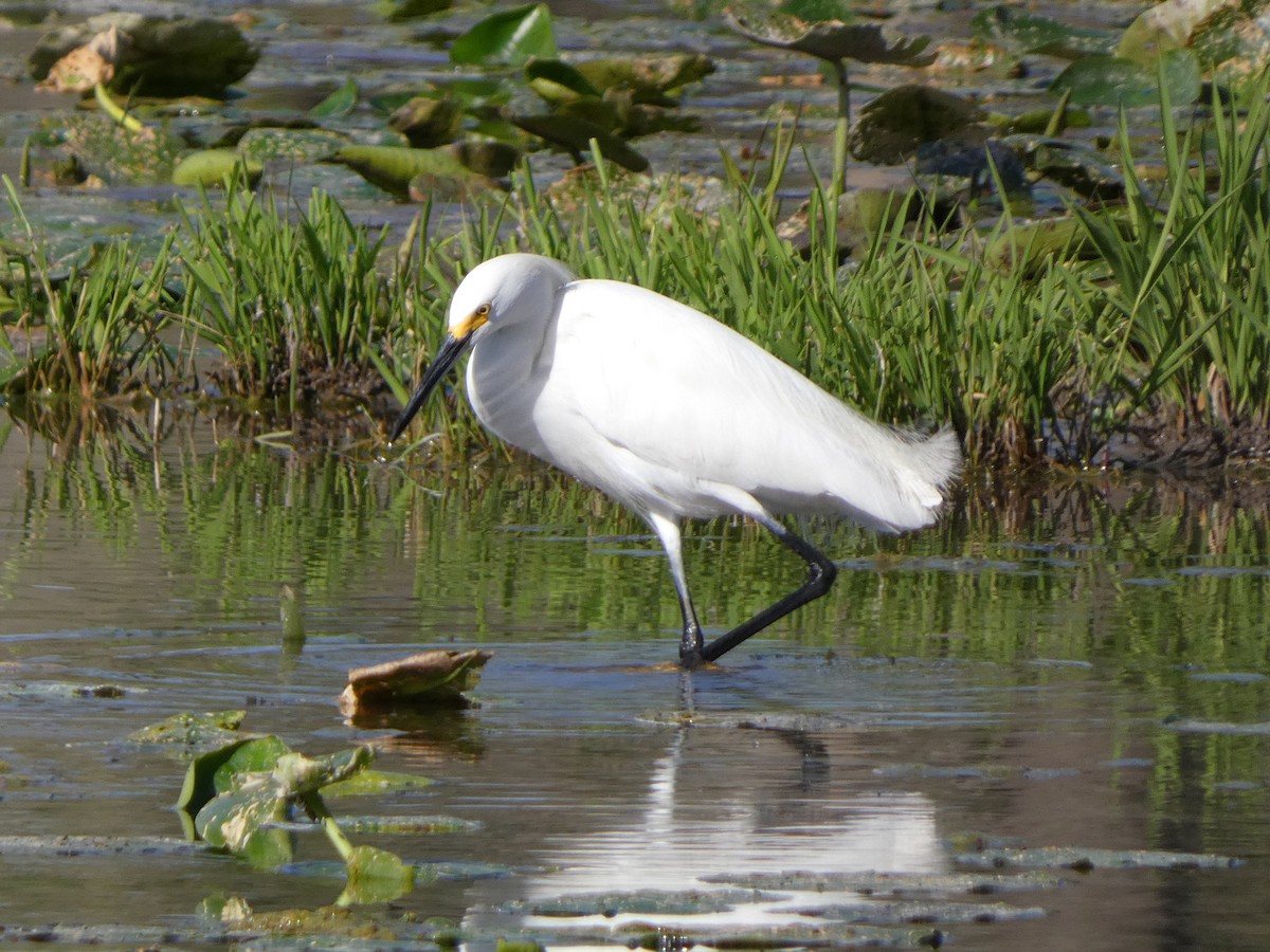 Snowy Egret - ML431249601