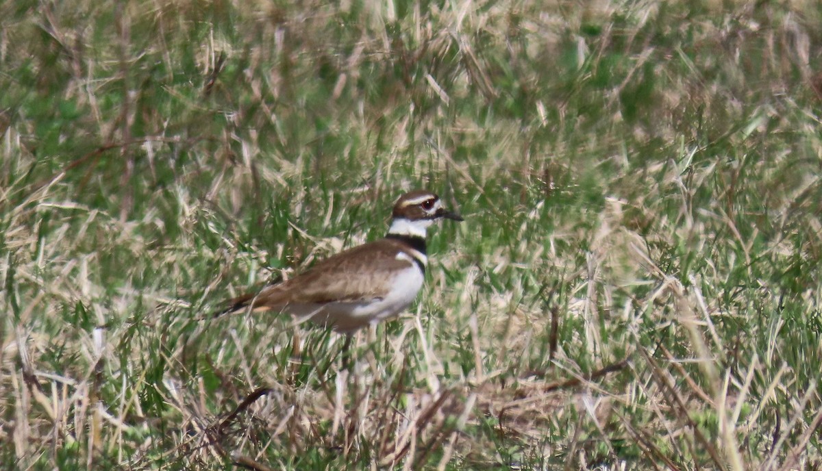 Killdeer - ML431250441