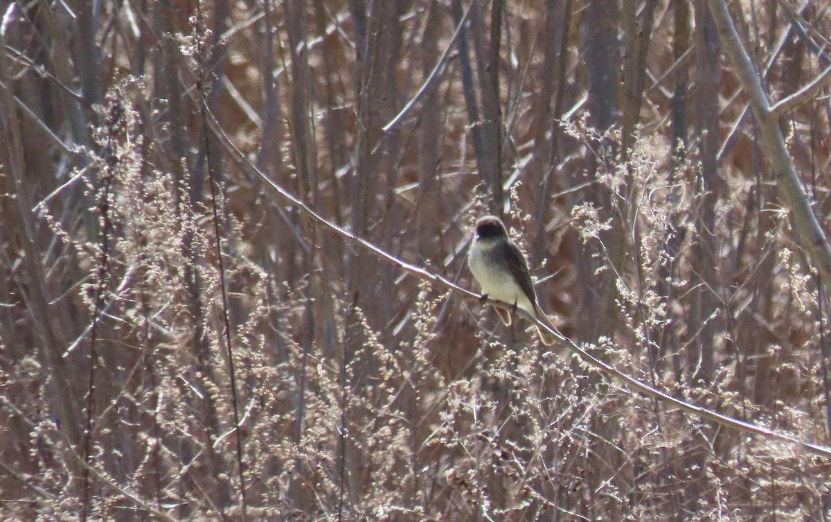 Eastern Phoebe - ML431250781