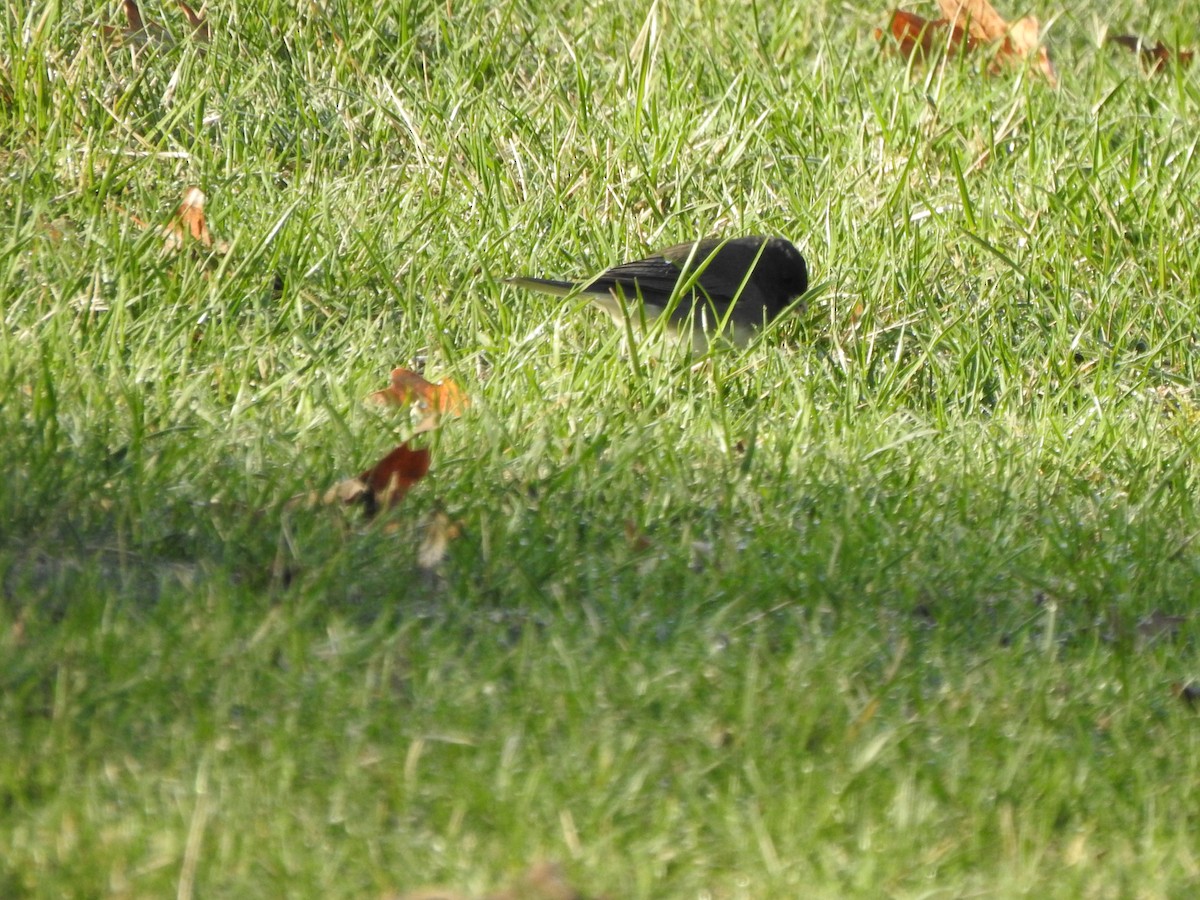 Dark-eyed Junco - ML431250801