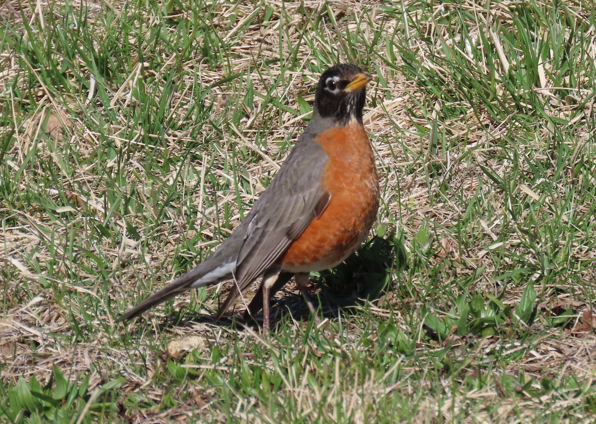 American Robin - ML431251091