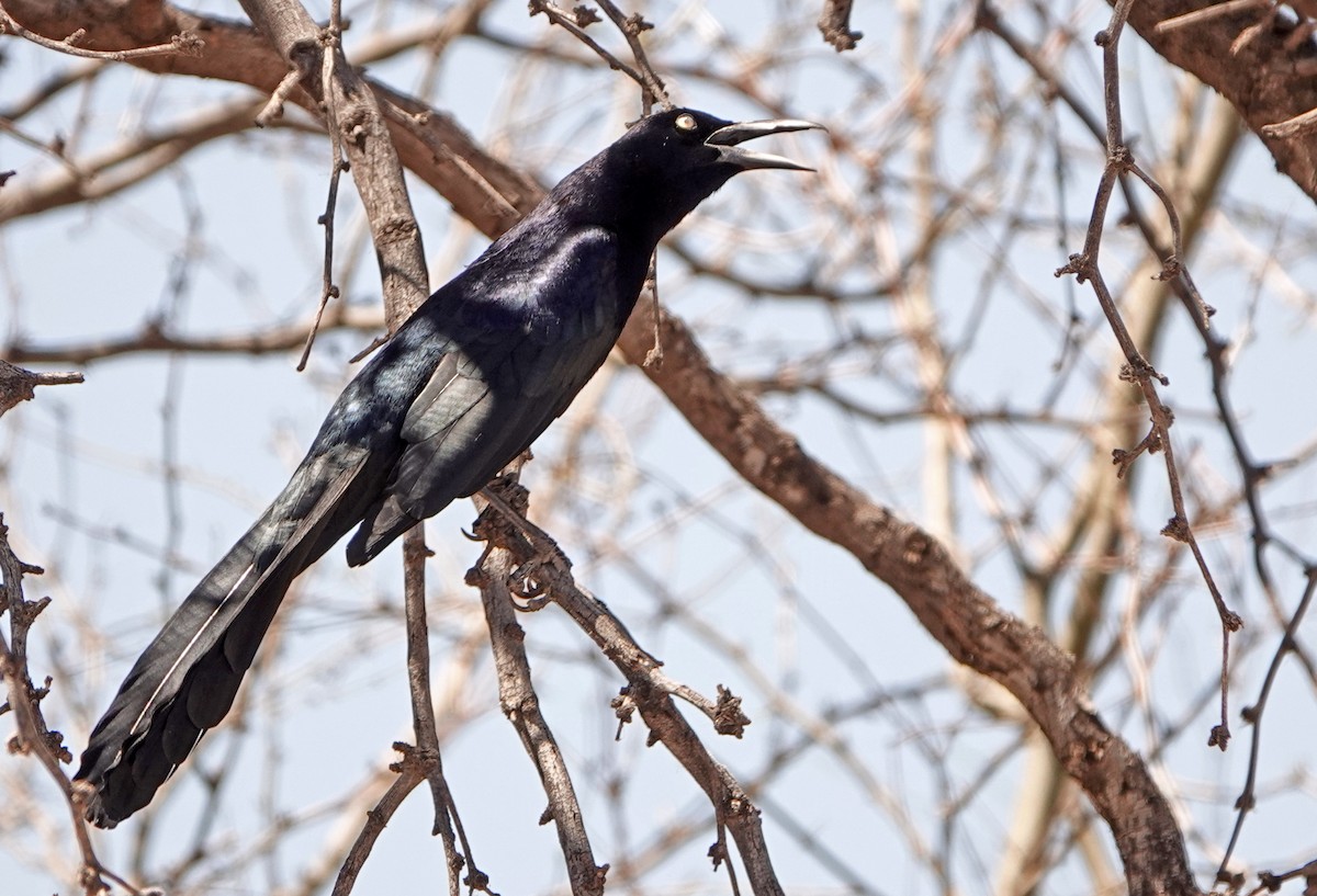 Great-tailed Grackle - Diane Drobka