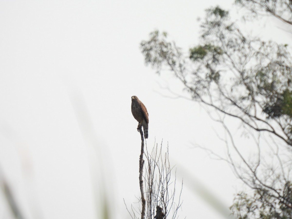 Roadside Hawk - ML431254701