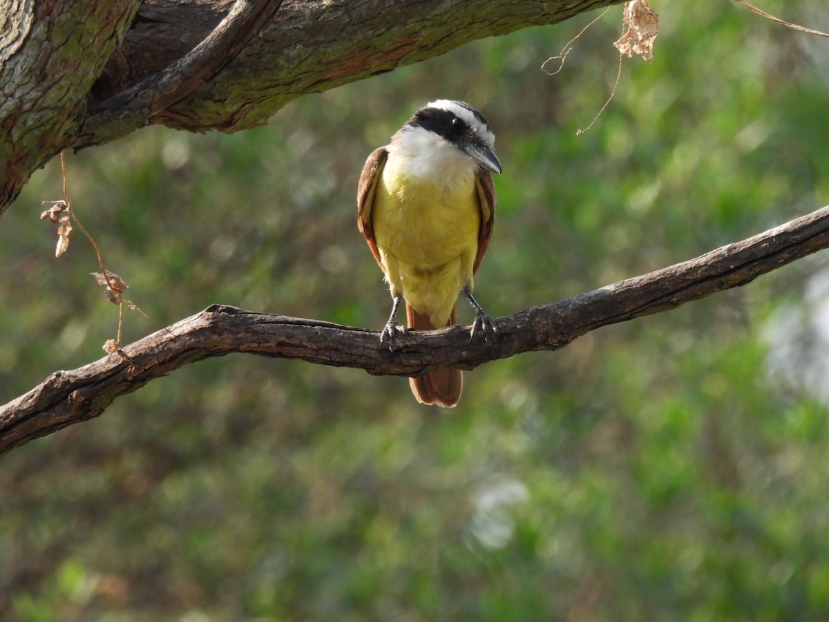 Great Kiskadee - ML431254901