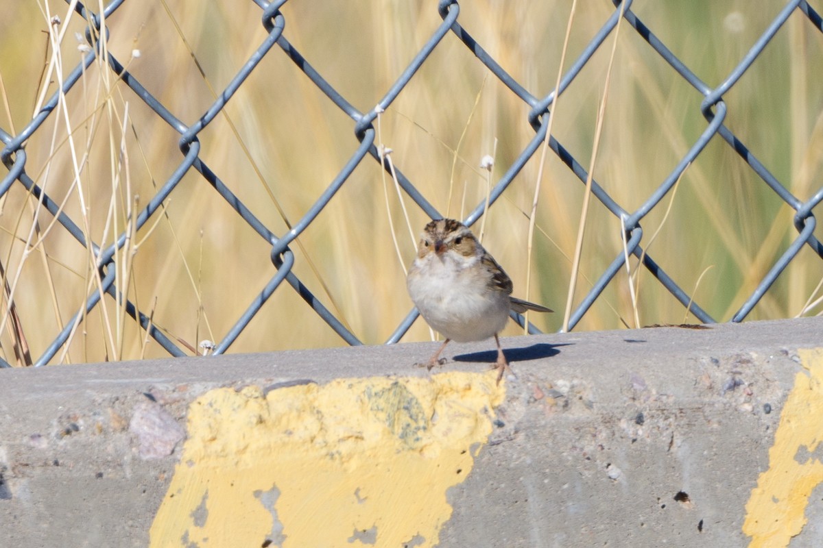 Clay-colored Sparrow - T. Jay Adams