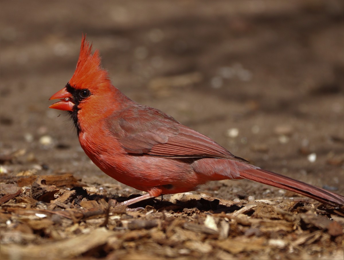 Northern Cardinal - ML431256321