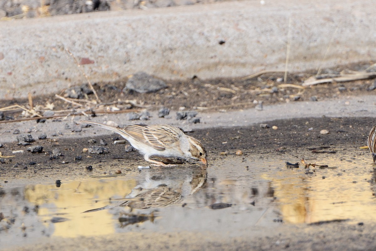 Clay-colored Sparrow - T. Jay Adams