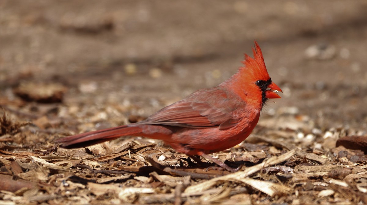 Northern Cardinal - ML431256341