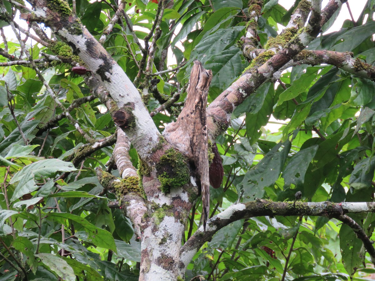 Common Potoo - Karen Vandzura