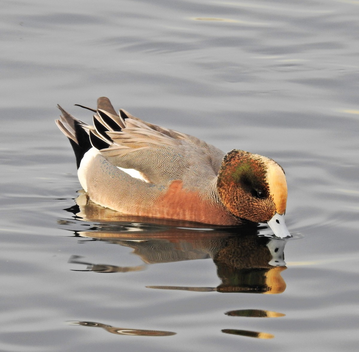 Eurasian x American Wigeon (hybrid) - ML43126021