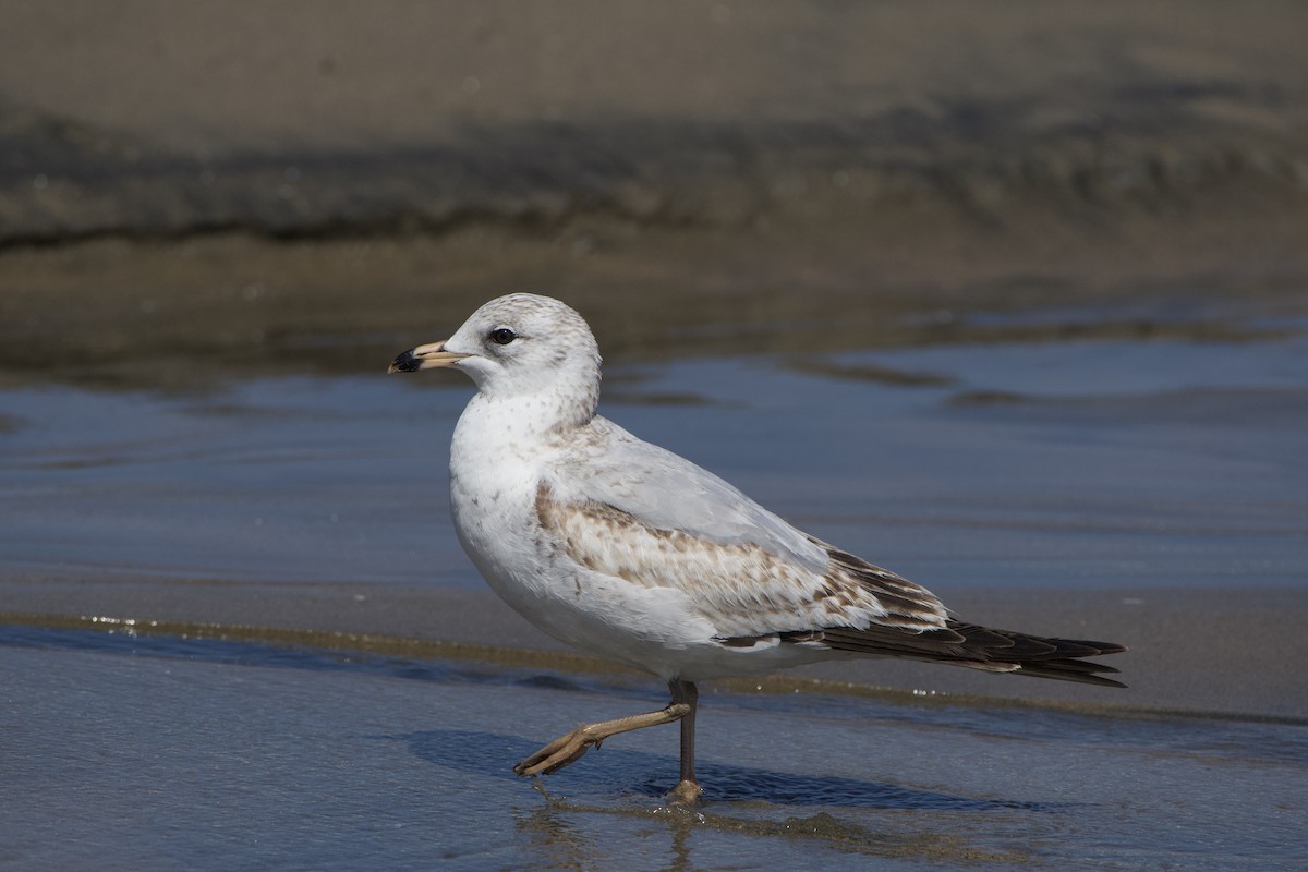 Ring-billed Gull - Dario Taraborelli