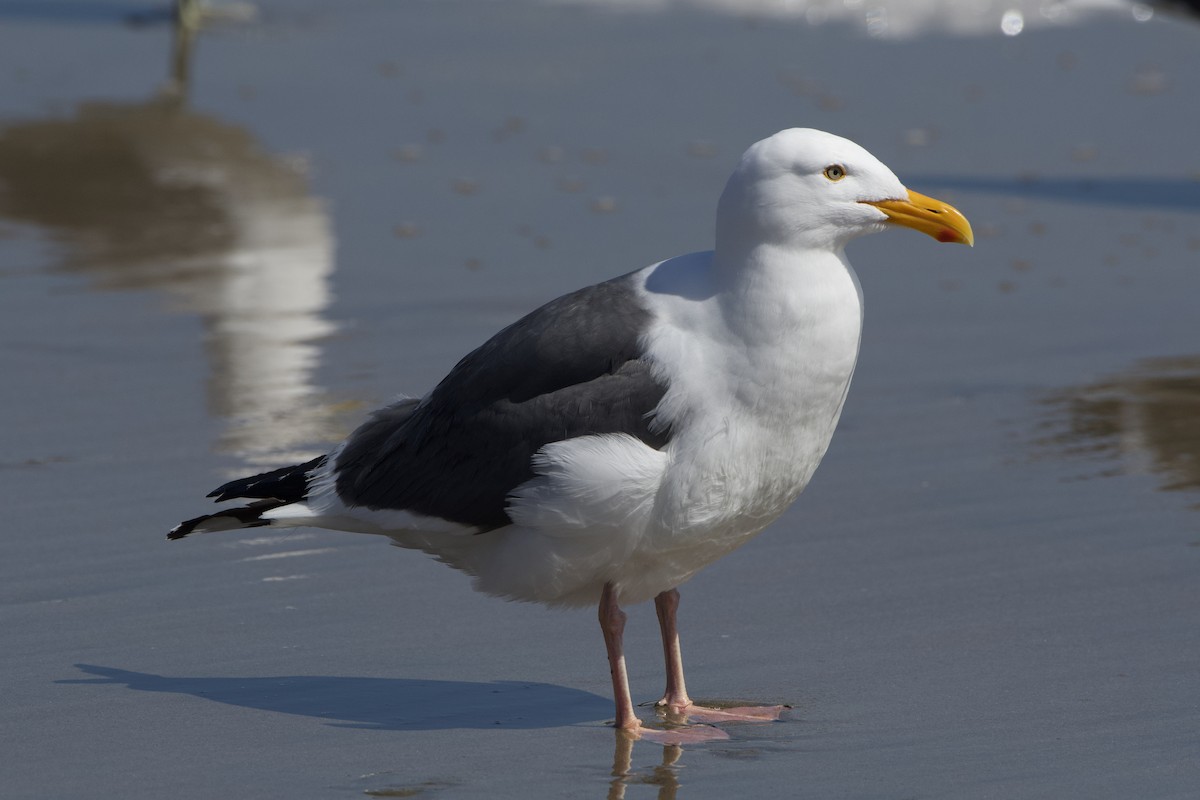 Western Gull - ML431261891