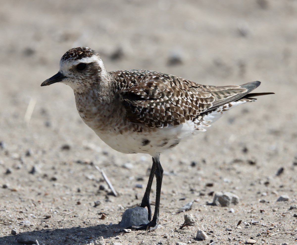 American Golden-Plover - Cheryl Rosenfeld