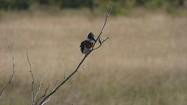 Амазонский зимородок - ML431264701