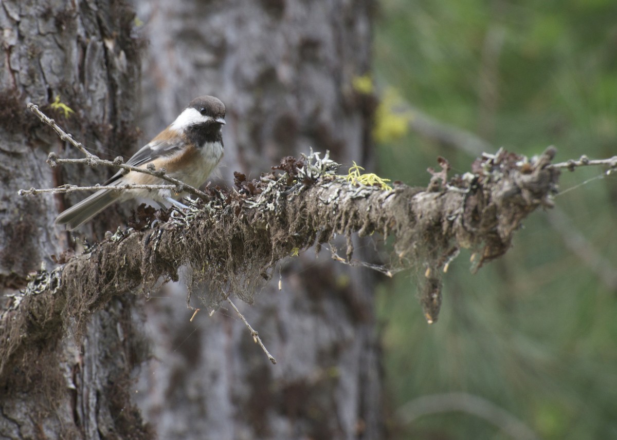 Chestnut-backed Chickadee - ML431266011