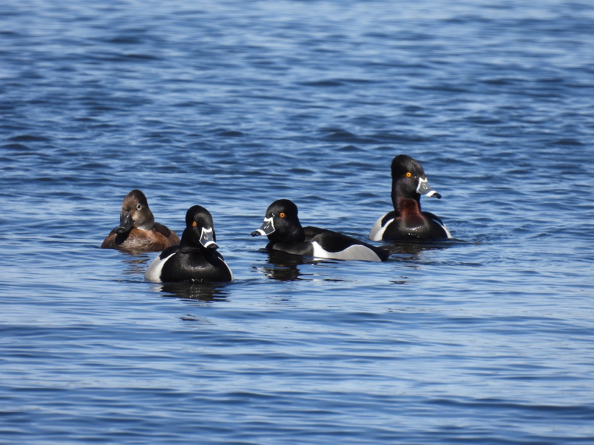 Ring-necked Duck - ML431266131